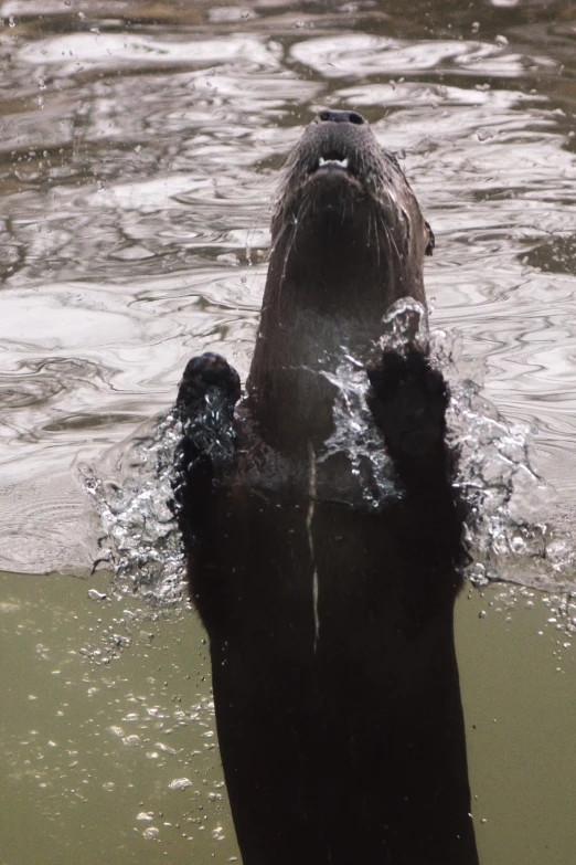 an animal with its head sticking out in the water