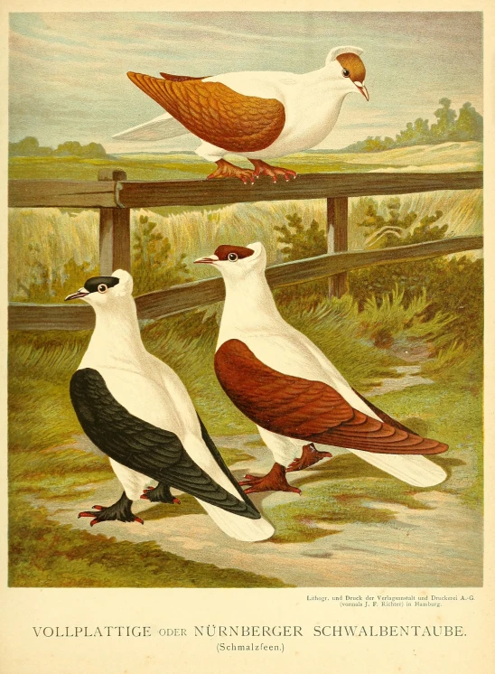 a vintage magazine is showing three different birds