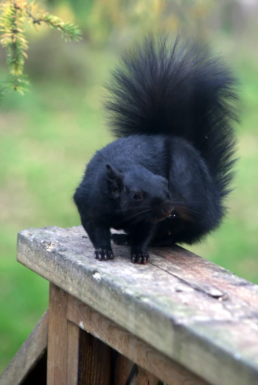 a small black squirrel on a wooden platform