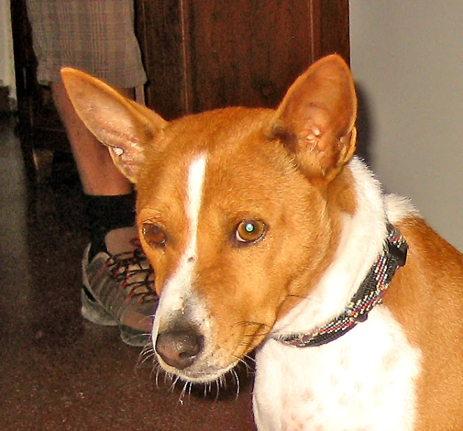 a brown and white dog is sitting on the floor