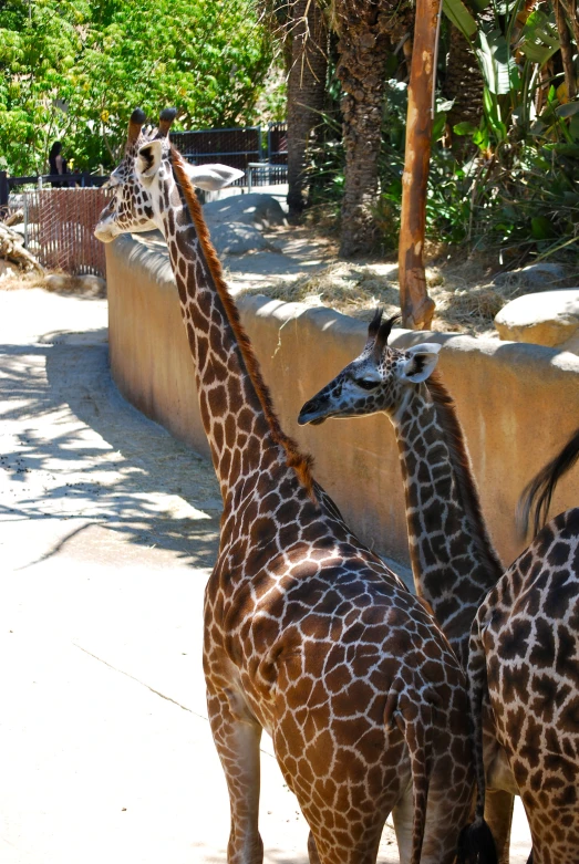 two giraffes standing close together in front of a rock wall