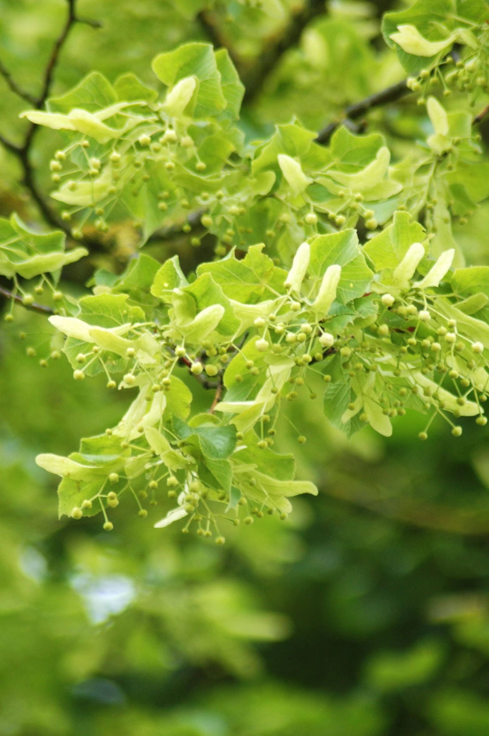 leaves with little flowers growing in the sunlight