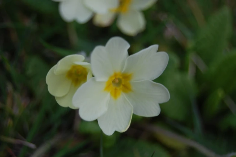 three white flowers with yellow center on their petals