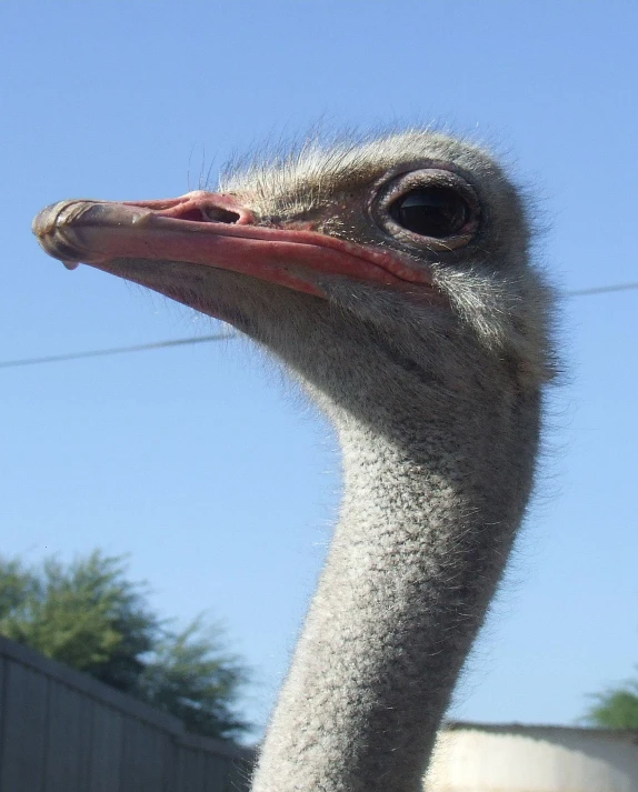 an ostrich looking down with its long head