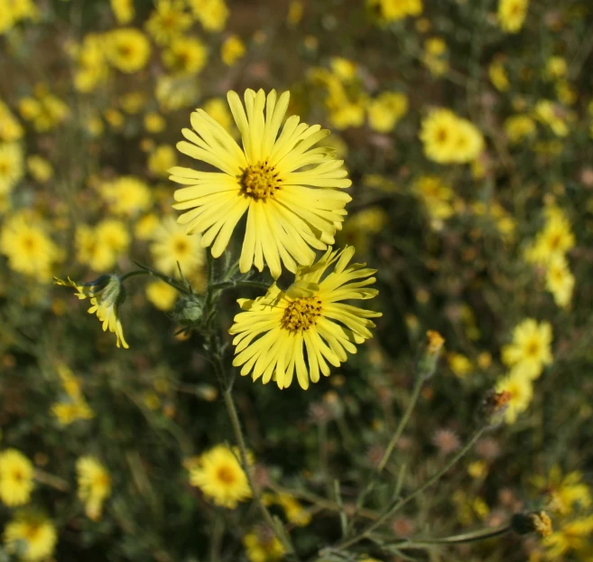 there are yellow flowers in the garden