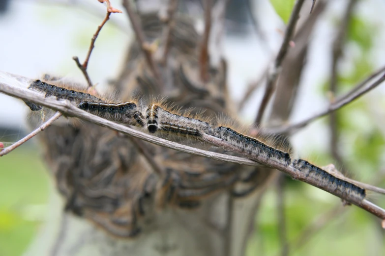 a caterpillar crawling on top of tree nches