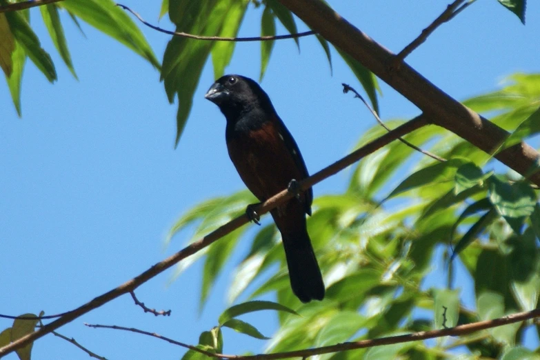 a black and brown bird perched on a nch