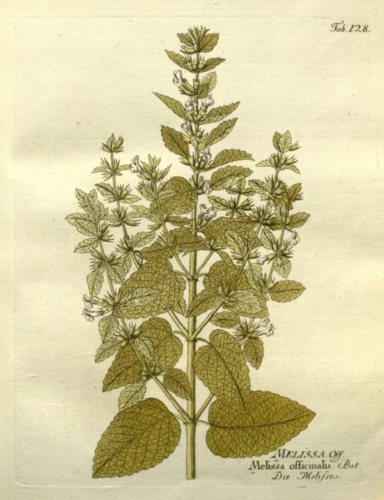 a drawing shows an assortment of plant life