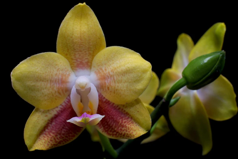 a yellow and pink flower that has a light on