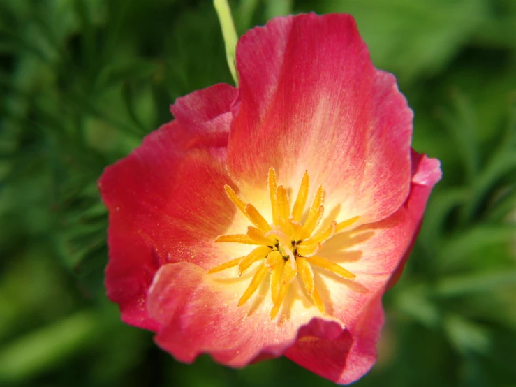 the bottom part of a red and yellow flower