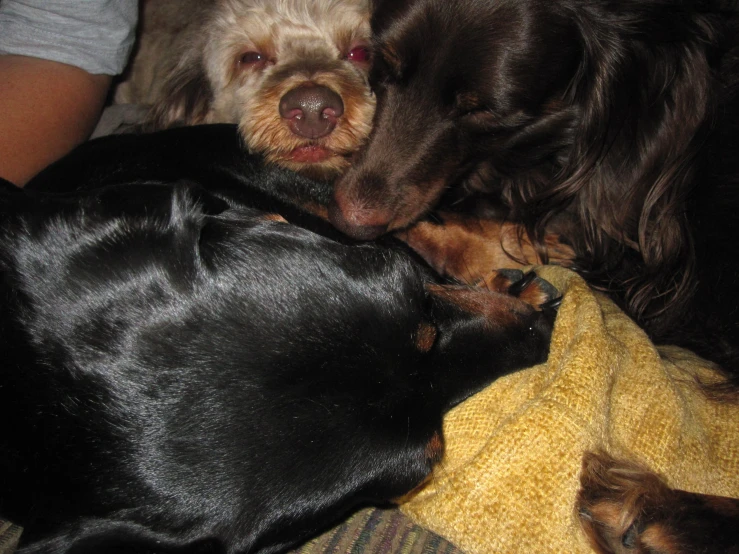 two dogs are laying next to each other