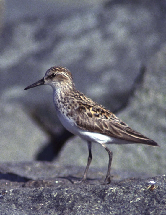 a brown and white bird sitting on top of a rock