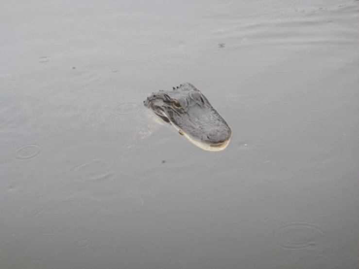 a large alligator floats in the water
