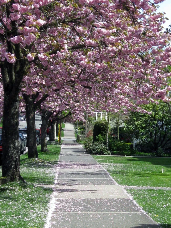 a path lined with flowering trees along the walkway