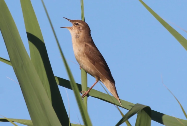 a bird is sitting on a large green stalk