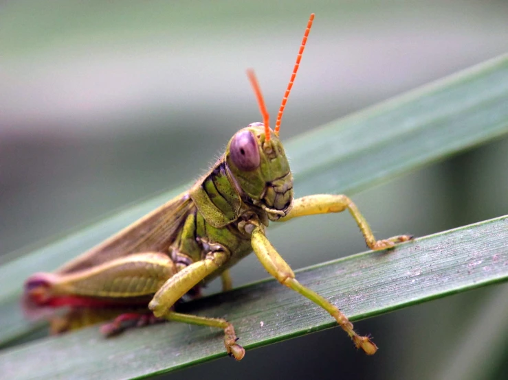 a green bug that is on some grass