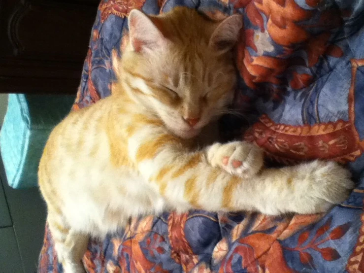 a yellow tabby cat is sleeping on an orange and blue quilt