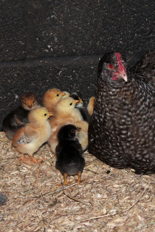 there is a small bird on the ground next to a chicken