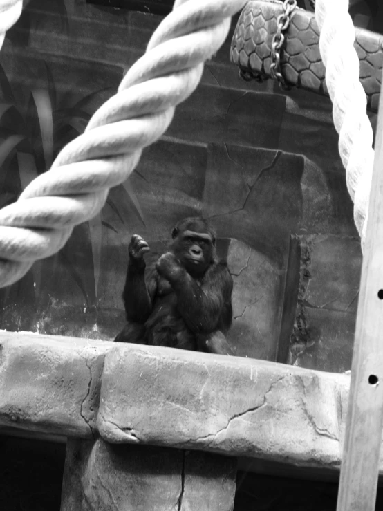 a gorilla sitting in an enclosure behind a rope