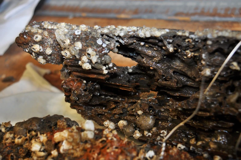 a piece of brown food covered in seeds and dirt