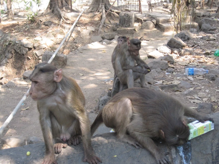 monkeys are sitting on the ground and eating