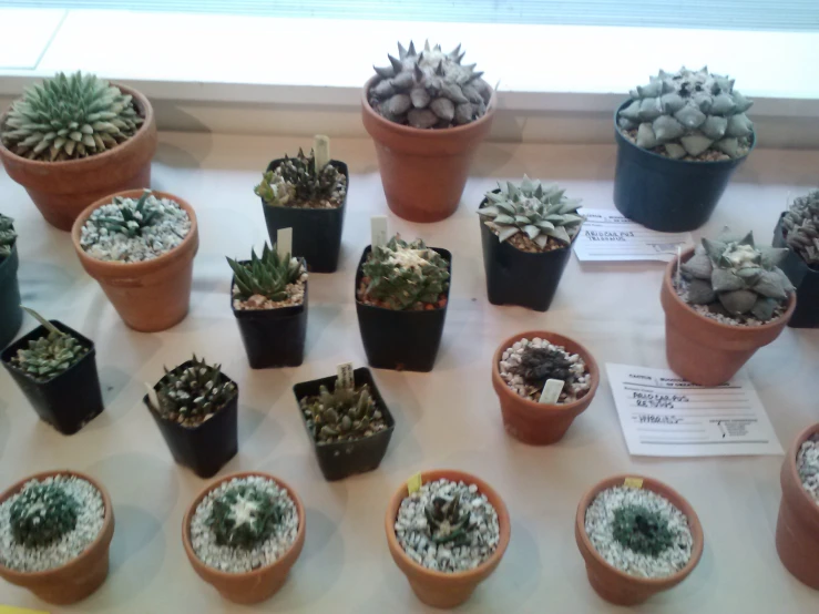 some plants are sitting on the table near the window