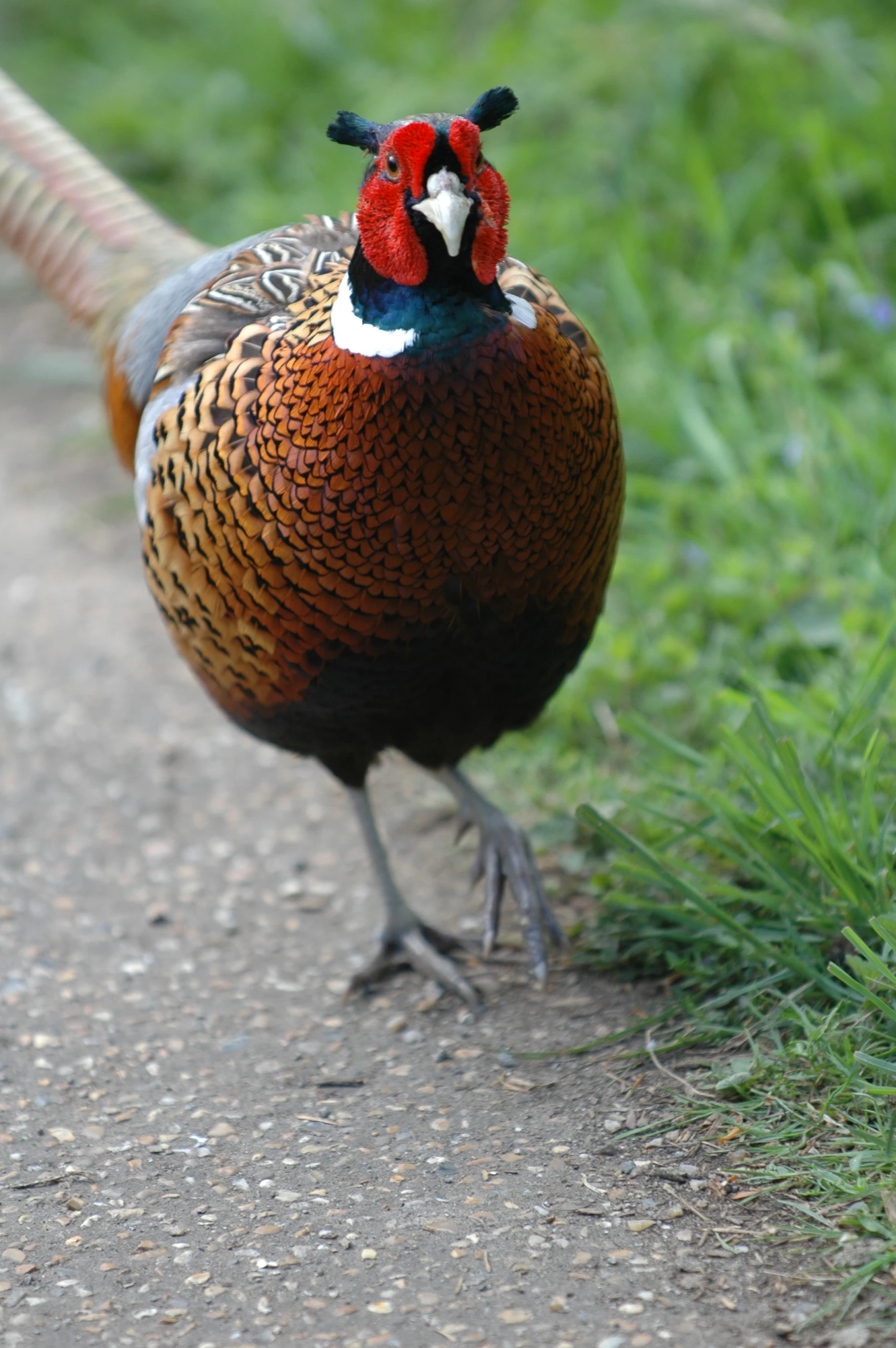 a bird that is on the ground by grass