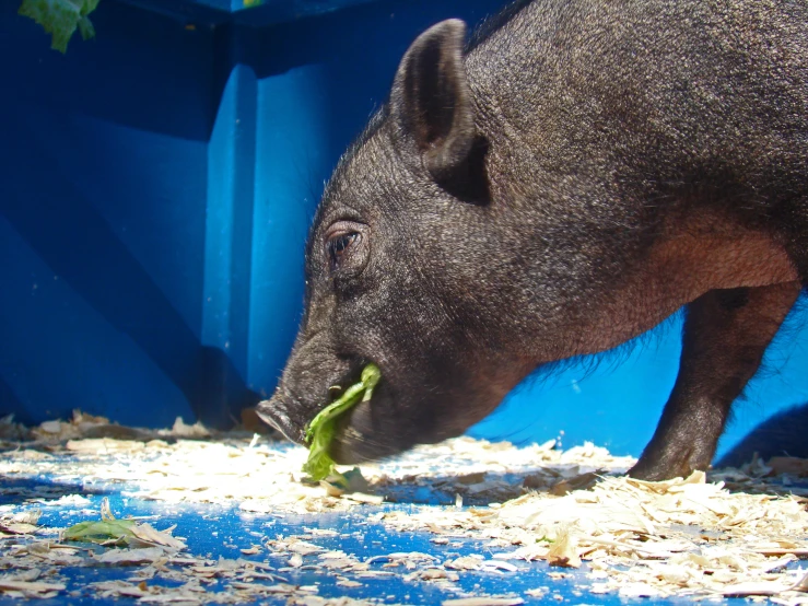 a small animal eating from a bowl with dirt on it