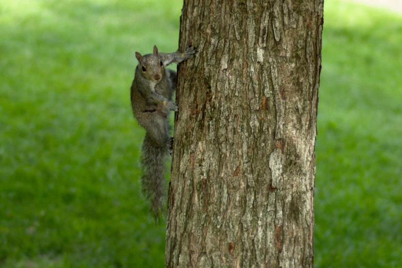 a squirrel on the side of a tree leaning up against it's base