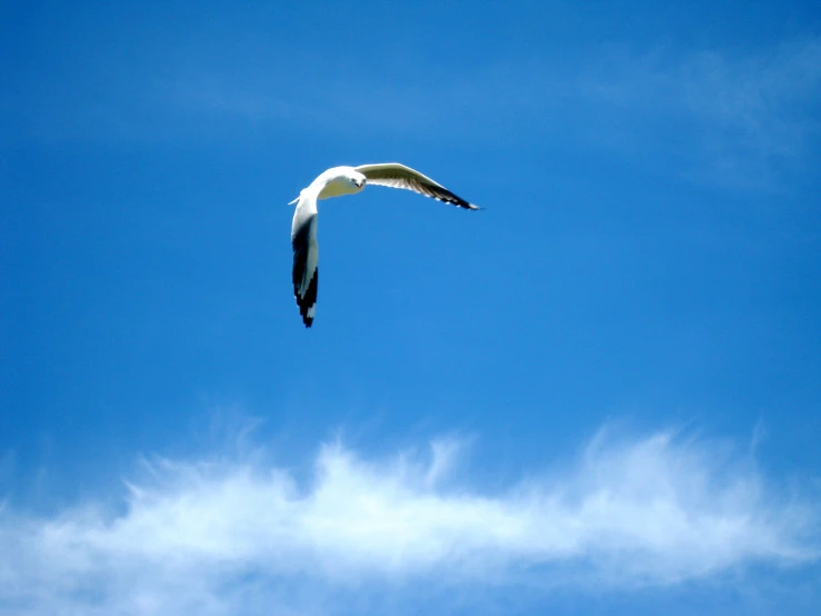 a bird that is flying in the sky