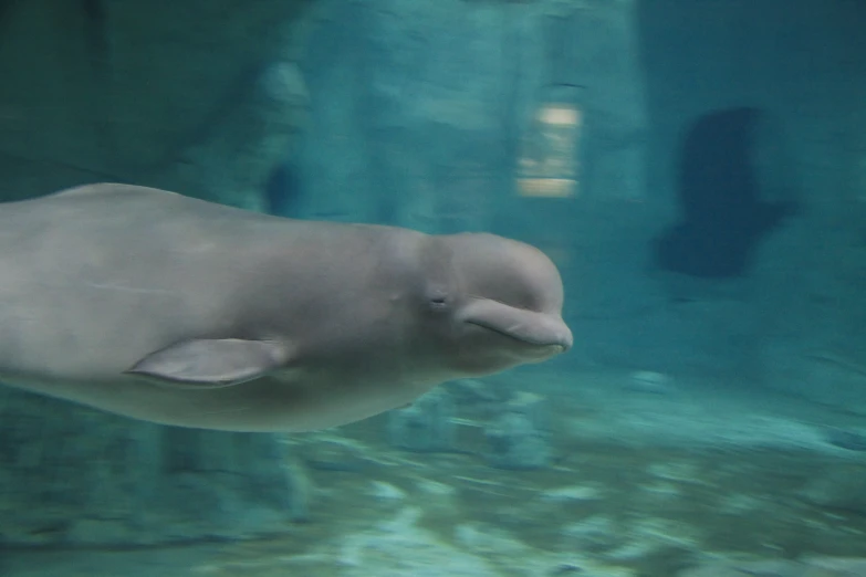 an animal is under water in a zoo habitat