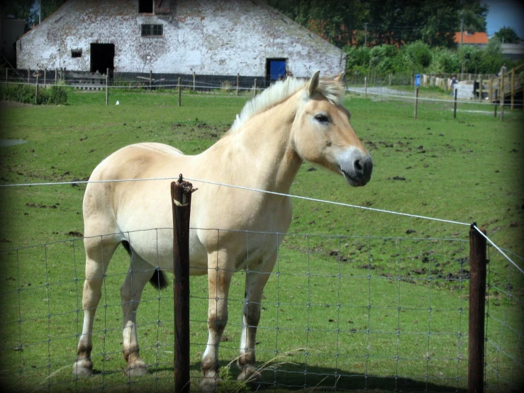 the white horse is standing near a wire fence