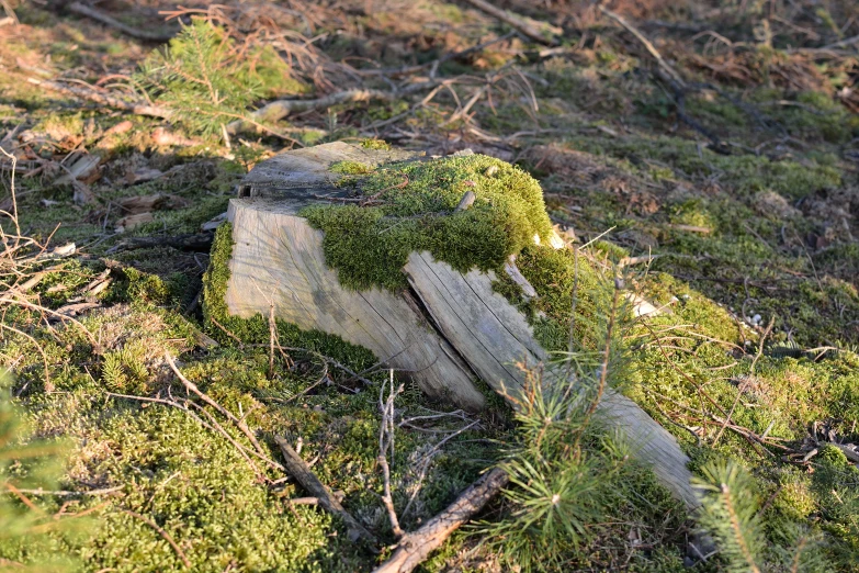 a close up of a rock that has some plants growing out of it