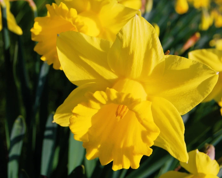 a bunch of bright yellow flowers growing together