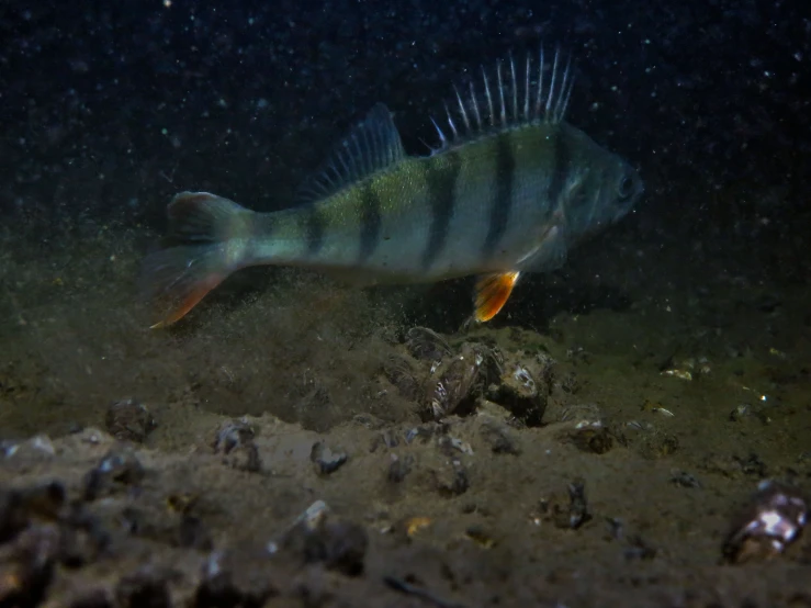 a small, striped fish resting on the ground