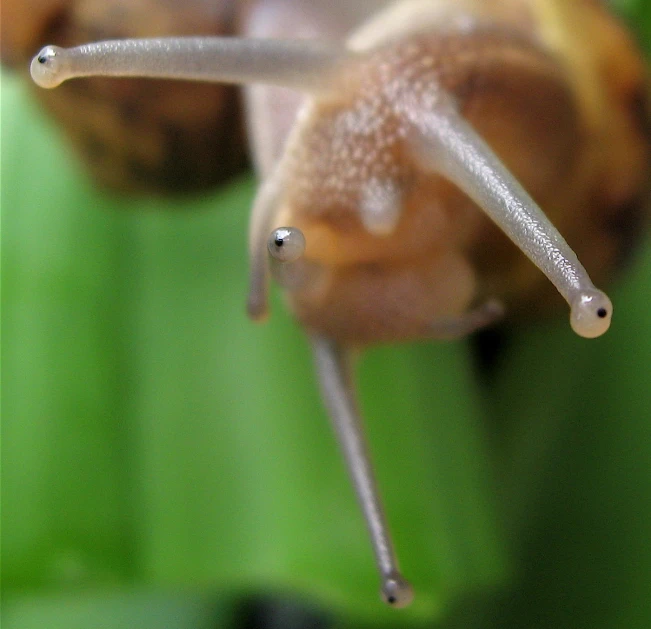 the top half of a snail showing its long body