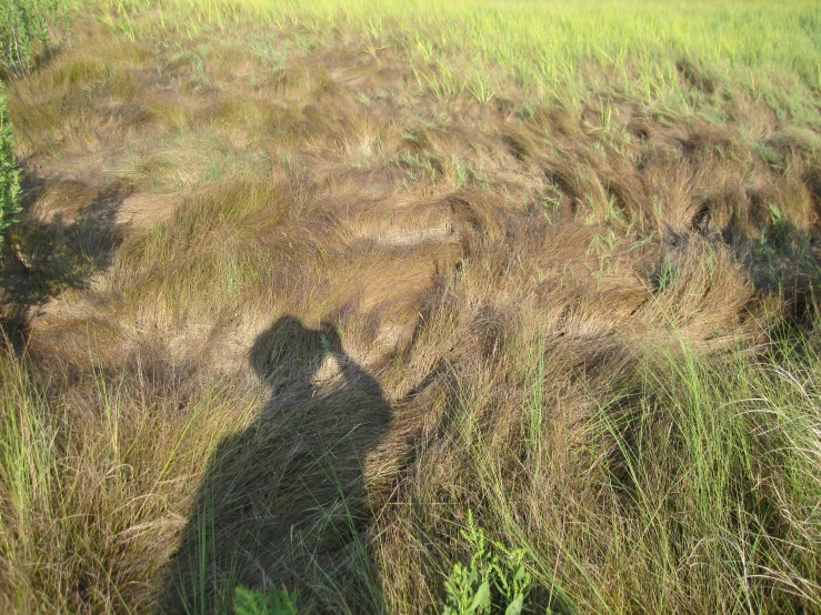 shadow of a person in grassy area next to bushes