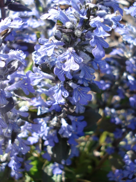 purple flowers are in full bloom against the sunlight