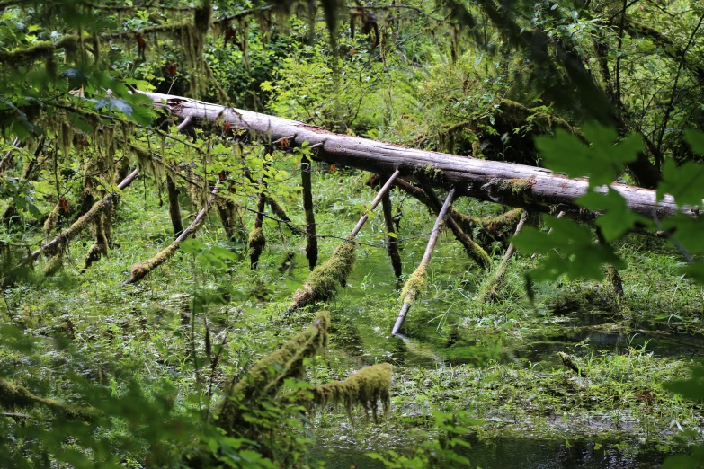 a fallen tree laying across the ground