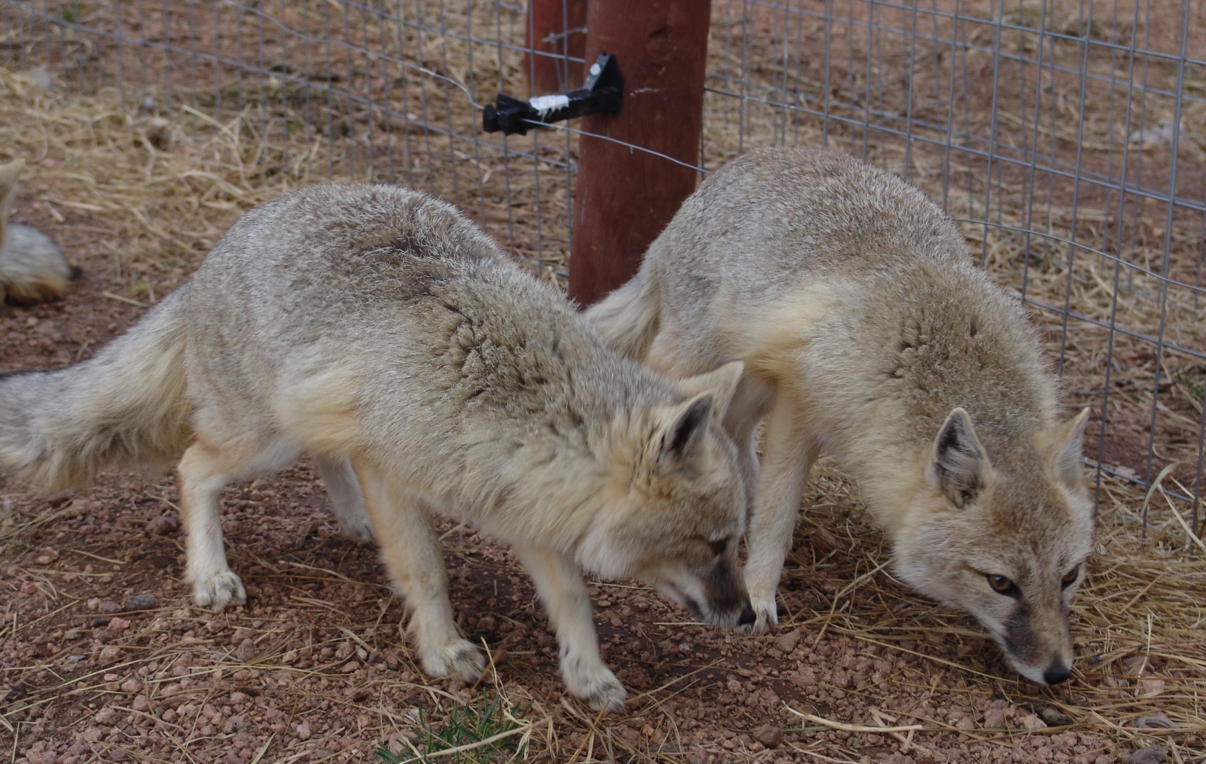 two little furry animals are in an enclosure