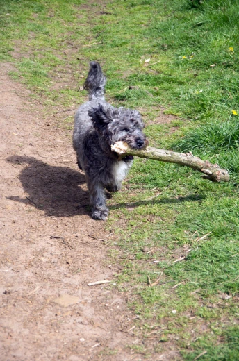 a small dog carrying a stick across a field