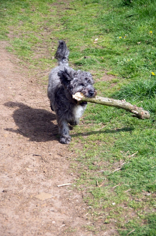 a small dog carrying a stick across a field