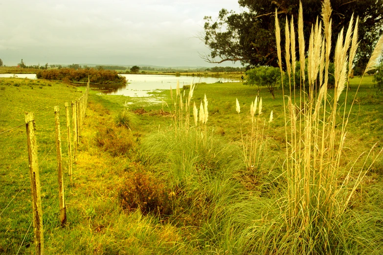 green grass and weeds near a lake surrounded by trees