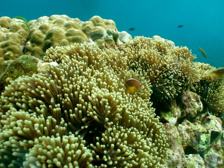 a large amount of fish swim by a coral reef