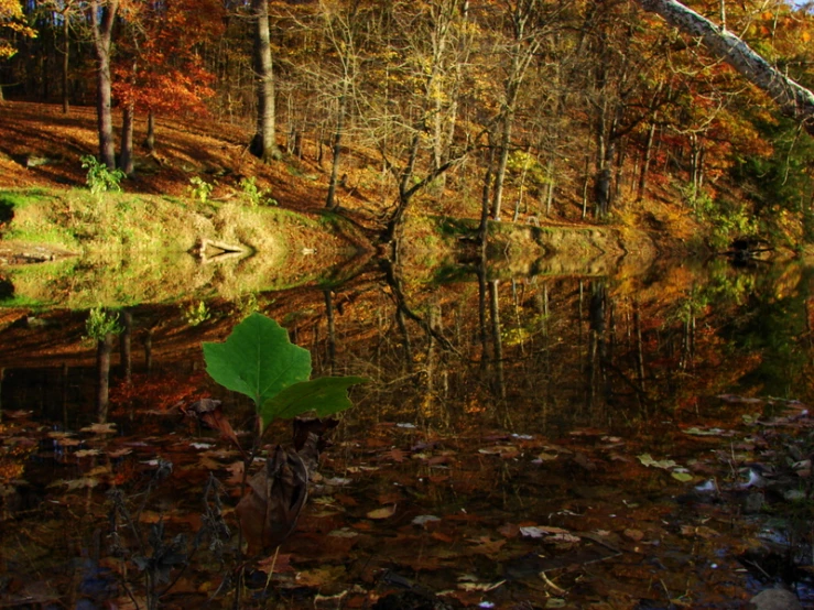 the trees reflect off of the still water in a wooded lake