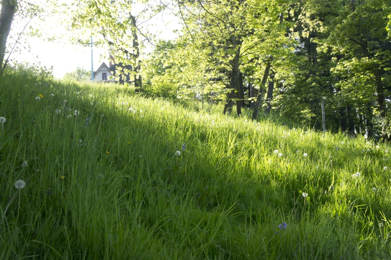 green grass covers a hill with trees in the background