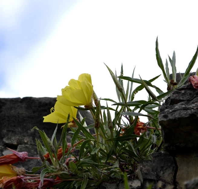 an image of some pretty flowers on the ground