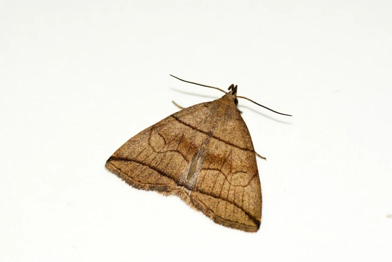 a close up of a moth on a white surface