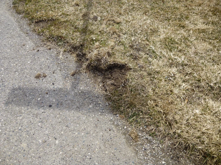 the path is littered with grass and little dirt