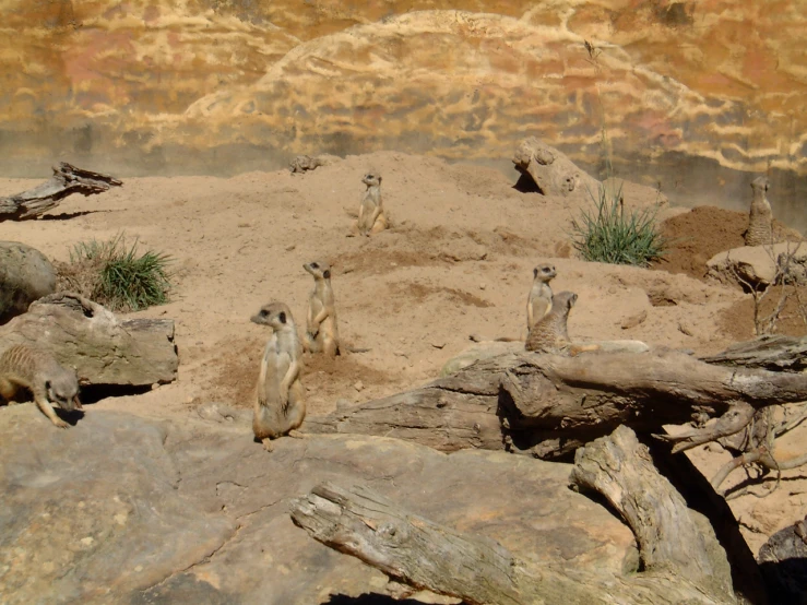 there are some animals in a sandy area